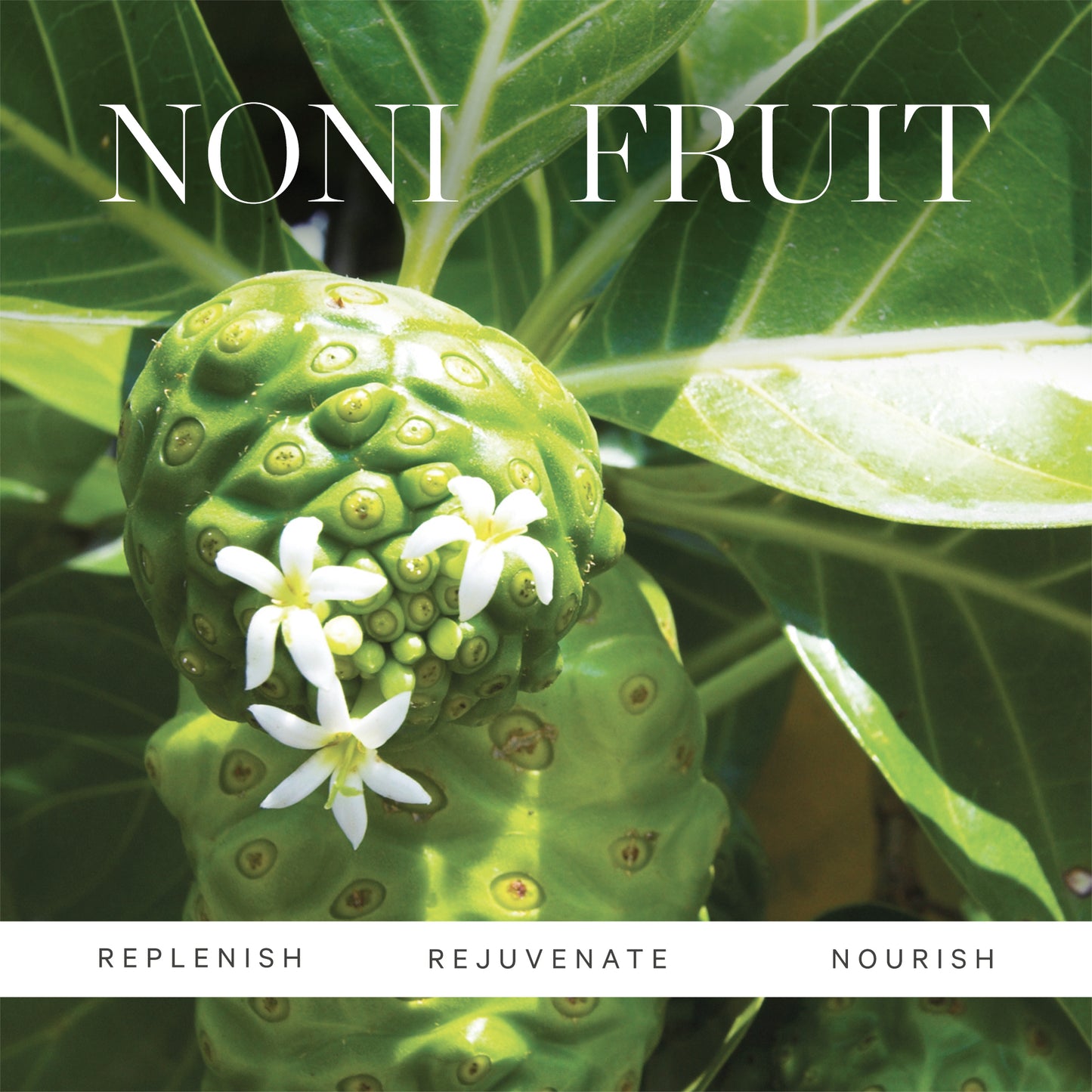 KORA Organics Noni Glow Face Oil 10ml