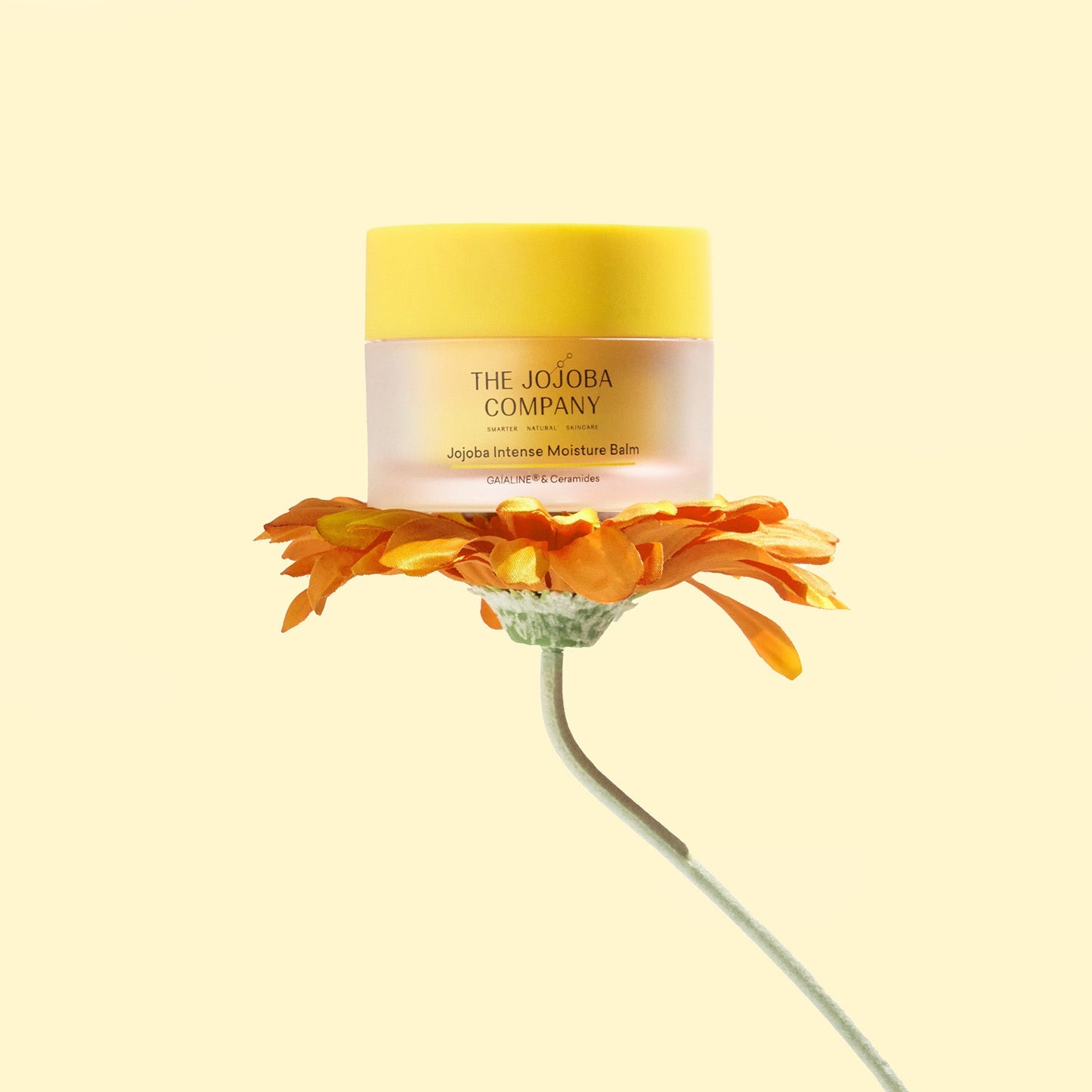 The Jojoba Company Jojoba Intense Moisture Balm 50ml